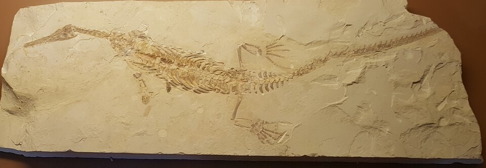 Fossil skeleton of Mesosaurus